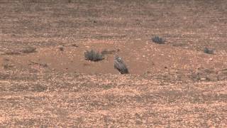 OWLS AT THE RC FIELD