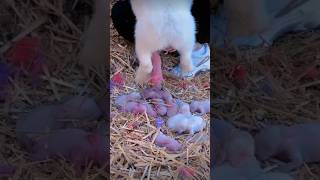 Cute bunny giving birth #bunny #rabbit #viralshorts #crazyvlog #shorts