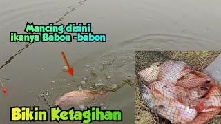 Ikanya Babon - babon || mancing mujair perdana Empang H Amit 4