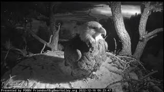 Morning visit Jackie🌲Lying down and Rousing🌲Following Shadow when he flies by 🦅🦅December 16/2022