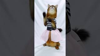 Cute 50s Cat Dance! #catvideos