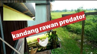 Kandang ayam rawan predator/pemangsa #peternakhonor#kandangayam#ayamkampung