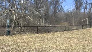 Enfield Dog Park Video-On Location