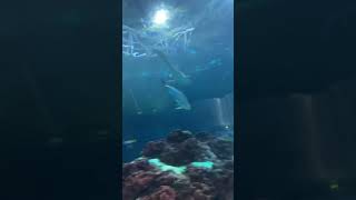 Artist Experiences Walkthrough Glass Aquarium for the First Time🤯🤯🤯 #shorts | Artbyna_￼