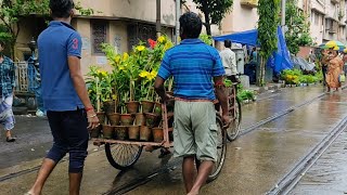 Wholesale & Retelling Flower Plants Market in Kolkata| Galiff Street Flower Plants Market