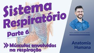 Sistema Respiratório - Aula 06 - Músculos envolvidos na respiração - Anatomia Humana