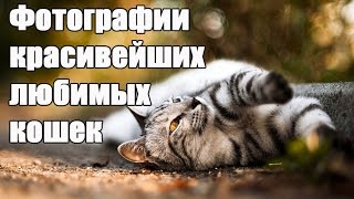 Самые лучшие фотографии красивейших  кошек