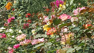 How to grow rose complete information