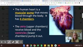 Unit 16 Human Body Systems Part B: Ciculatory System