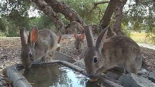 La importancia del agua para los conejos de monte en verano