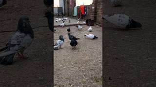 ♠#black #pigeon #kabutar #youtubeshorts #shorts