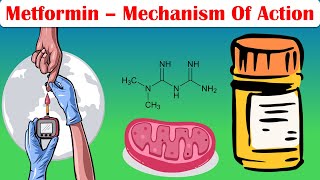 Metformin - Mechanism Of Action |Pharmacology Of Metformin