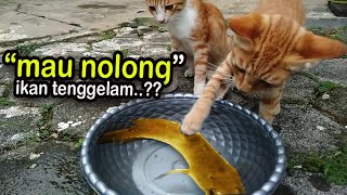 Kucing makan ikan, cat eat fish??