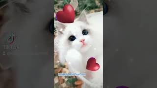 Lili Aelia feat. Eva Cruz #animaux #chat #viralvideo #viral #chaton