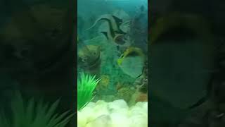 Yellow and golden fish in water #shortsfeed #trending #viralreels #reels #song #travel #shorts #zoo