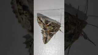 Chubby brown moth. Wingjiggle. Looper moth