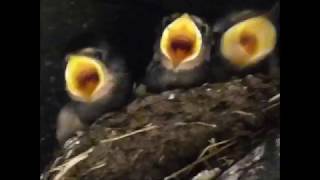 Swallows 10 days old (July 2018)