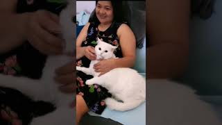 Happy Cat  #shorts  #trending #cat #viral #asmr