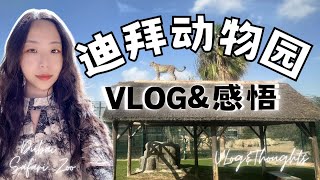 迪拜动物园Vlog&感悟｜Dubai Safari Zoo Vlog&Thoughts