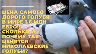 Цена самого дорого голубя в мире 1.6 млн евро!!! Сколько и почему так ценятся николаевские голуби?