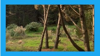 Green Grass Walks Through The Forest (Nature Visualizer)