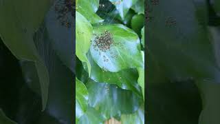 Baby Spiders BURST From Ball #nature #outdoors #spider #unsettling #cool #interesting