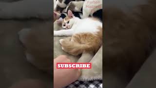 Funny Animals Videos 🤣 | Ep. 434 #shorts #viral #funny