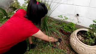 ASMR de limpieza de jardín aprovechando que está nublado