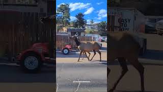 Cow Elk and Her Baby Running Down the Road in Estes Park Colorado