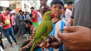 কথা বলে টিয়া পাখি  মিরপুর -1 হাটে অসধারণ পাখি | মিরপুর ১ পাখির হাট  পার্ট -12 | @petsanytime