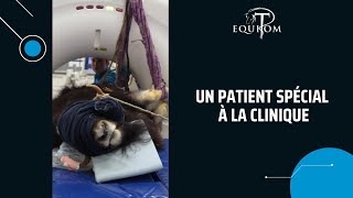 🐃 Un patient spécial de Pairi Daiza chez Equitom 🤩