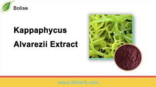 Buy Kappaphycus Alvarezii Extract at Wholesale Price