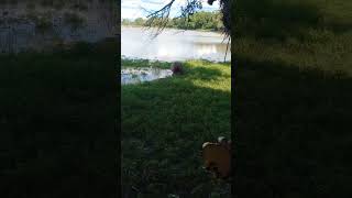 Watching  Hippos in a lagoon