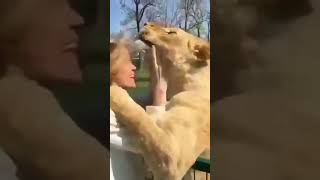 Must be crazy!😲😲😳😳#shorts #lion #epicmoment