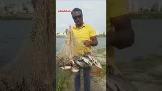 #fishingmaster #fish #fishcatching #rahufishing @golcondafishing3819