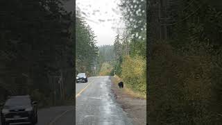 Bear in Canada