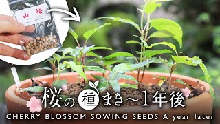 桜の種まき～1年後の成長記録【Bonsai diary 盆栽日記 2/26】初心者の簡単盆栽の作り方 やり方 さくら Cherry Blossoms Sowing seeds  EOS R5