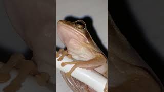 Chunam Tree Frog #shorts