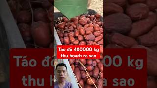 Táo đỏ siêu mắc thu hoạch ra sao