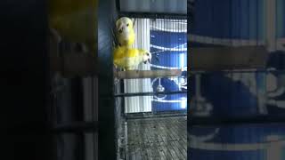 Yellow 💛 bird say MashaAllah #youtubeshorts #birdslover #birdsfarm