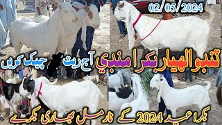 Tando Allahyar bakra mandi | Latset update today | bakra Eid 2024 | Goat milkng | date 02/05/2024