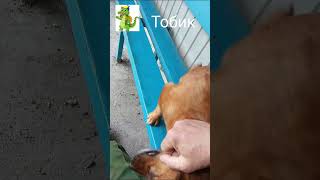 Преданней собаки 🐶 нету существа.домашние лохматые питомцы.приколы ржач 🤣