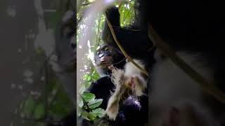 Chimpanzee Gets Colobus Monkey For Lunch!🤔#shorts #safari #travel #travelling