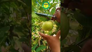 Petik Jambu Kristal Siomik #shorts #jambukristal #jambu #jualbibit #bibitmurah #cangkok #viral