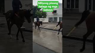 Million pesong mga kabayo