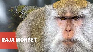 Lihat Monyet Rebutan Kerupuk di Hutan Suranadi