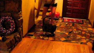 kitty chasing hairite and ball