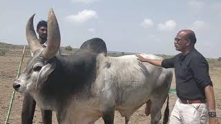 Kankrej cow bread  - Cost of a Kankrej cow bread Tamil Nadu