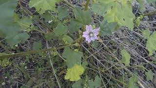 Βότανα της Ελλάδας: μολόχα, Malva sylvestris