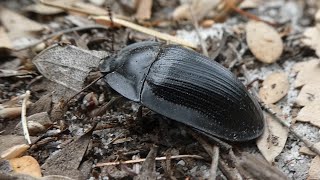 AwA Pie-Dish Beetles (Helea scaphiformis)